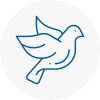 Bird Prevention South Molton