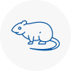 Rat Control South Molton
