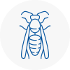South Molton Wasp Nest Removal